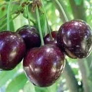 Stella Cherry Tree Live Plant – 3-4 ft Tall – Self-Fertile Fruit Tree - Image 1