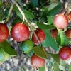 Strawberry Guava Live Plant - 1 Ft Tall, in 6-Inch Pot - Outdoor Fruit Bush - Image 1