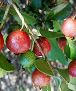 Strawberry Guava Live Plant - 1 Ft Tall, in 6-Inch Pot - Outdoor Fruit Bush - Image 1