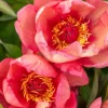 Strawberry Swirl Itoh Peony Live Plant - 1 Ft Tall, 6" Pot, Perennial - Image 1