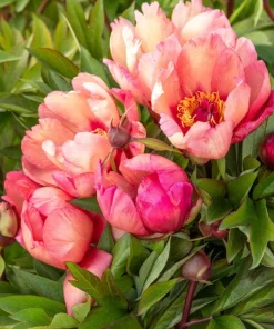 Strawberry Swirl Itoh Peony Live Plant - 1 Ft Tall, 6" Pot, Perennial - Image 2