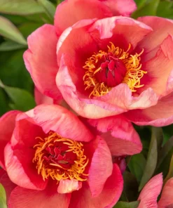 Strawberry Swirl Itoh Peony Live Plant - 1 Ft Tall, 6" Pot, Perennial - Image 1