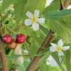Strawberry Tree Live Plant – 2 ft Tall – Ships in 6 inch Pot – Arbutus unedo - Image 1