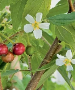Strawberry Tree Live Plant – 2 ft Tall – Ships in 6 inch Pot – Arbutus unedo - Image 1