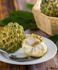 Sugar Apple Live Plant - 3 to 4 Feet Tall - Annona squamosa Fruit Tree - Image 1