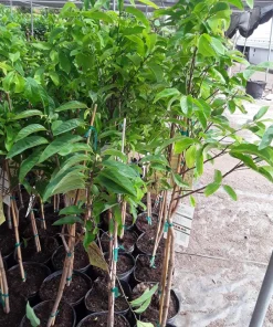 Sugar Apple Tree Live Plant - 2 Feet Tall, 3 Gallon Pot - Fruit Bearing - Image 2