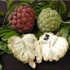 Sugar Apple Tree Live Plant - 2 Feet Tall, 3 Gallon Pot - Fruit Bearing - Image 1