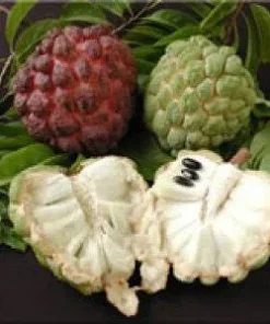 Sugar Apple Tree Live Plant - 2 Feet Tall, 3 Gallon Pot - Fruit Bearing - Image 1