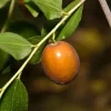 Sugar Cane Jujube Live Plant – 3 Feet Tall Grafted Tree – 3 Gallon Pot - Image 1