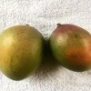 Sugar Loaf Mango Tree - Grafted Live Plant, 1 ft Tall, Fruit Tree - Image 1