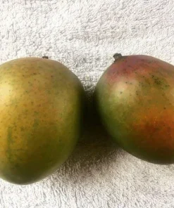Sugar Loaf Mango Tree - Grafted Live Plant, 1 ft Tall, Fruit Tree - Image 1