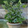 Sunshine Blue Blueberry Live Plant – 1 ft Tall – Ship in 6" Pot – Edible Fruit - Image 1