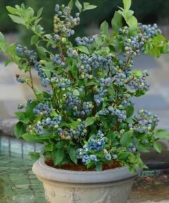 Sunshine Blue Blueberry Live Plant – 1 ft Tall – Ship in 6" Pot – Edible Fruit - Image 1
