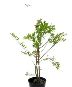 Surinam Cherry Tree Live Plant - 1 ft Tall in 6 inch Pot - Tropical Fruit - Image 2