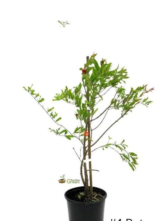 Surinam Cherry Tree Live Plant - 1 ft Tall in 6 inch Pot - Tropical Fruit - Image 2