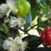 Surinam Cherry Tree Live Plant - 1 ft Tall in 6 inch Pot - Tropical Fruit - Image 1