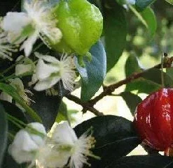 Surinam Cherry Tree Live Plant - 1 ft Tall in 6 inch Pot - Tropical Fruit - Image 1