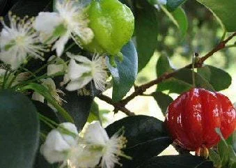 Surinam Cherry Tree Live Plant - 1 ft Tall in 6 inch Pot - Tropical Fruit - Image 1