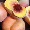 Sweet Bagel Peach Tree Live Plant - 2-3 ft Tall Donut Peach - Image 1