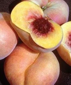 Sweet Bagel Peach Tree Live Plant - 2-3 ft Tall Donut Peach - Image 1