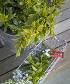 Sweet Bay Live Plant – Culinary Bay Laurel – 1 ft Tall in 6 inch Pot – Indoor/Outdoor - Image 2