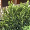 Sweet Bay Live Plant – Culinary Bay Laurel – 1 ft Tall in 6 inch Pot – Indoor/Outdoor - Image 1