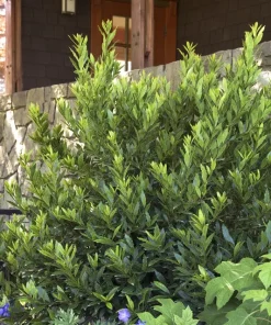 Sweet Bay Live Plant – Culinary Bay Laurel – 1 ft Tall in 6 inch Pot – Indoor/Outdoor - Image 1