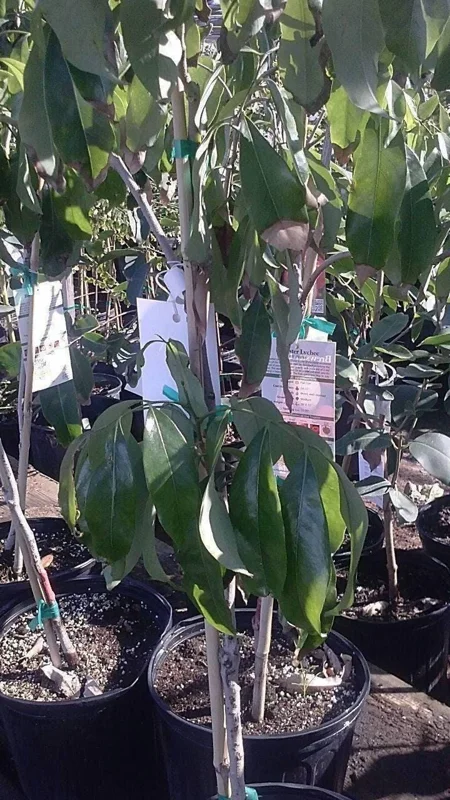 Sweet Heart Lychee Tree Live Plant - 2 Feet Tall Airlayered - Ship in Pot - Image 2