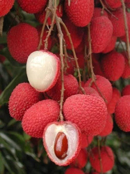Sweet Heart Lychee Tree Live Plant - 2 Feet Tall Airlayered - Ship in Pot - Image 1