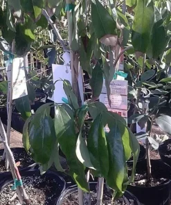 Sweet Heart Lychee Tree Live Plant - Airlayered, 2 Feet Tall, 3 Gallon Pot - Image 2