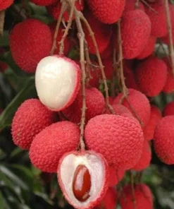 Sweet Heart Lychee Tree Live Plant - Airlayered, 2 Feet Tall, 3 Gallon Pot - Image 1