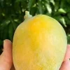 Sweet Tart Mango Tree Live Plant – Grafted, 1-2 ft Tall, 3 Gallon Pot - Image 1