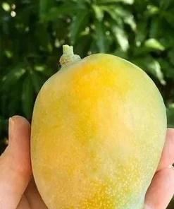 Sweet Tart Mango Tree Live Plant – Grafted, 1-2 ft Tall, 3 Gallon Pot - Image 1