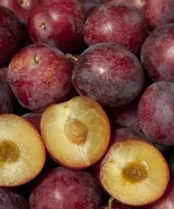 Sweet Treat Pluerry Tree - Live Fruit Plant, 3-4 ft Tall, 3 Gallon Pot - Image 2