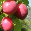 Sweet Treat Pluerry Tree - Live Fruit Plant, 3-4 ft Tall, 3 Gallon Pot - Image 1