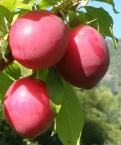 Sweet Treat Pluerry Tree - Live Fruit Plant, 3-4 ft Tall, 3 Gallon Pot - Image 1