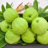 Taiwan Guava Live Plant – Crunchy Sweet Fruit Tree – 3 Gallon Pot - Image 1