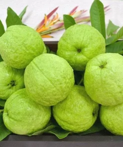 Taiwan Guava Live Plant – Crunchy Sweet Fruit Tree – 3 Gallon Pot - Image 1