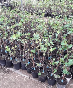 Taiwan Ruby Seedless Guava Live Plant - Grafted, 1-2 ft Tall, 3 Gallon Pot - Image 2
