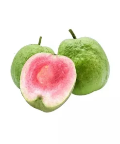 Taiwan Ruby Seedless Guava Live Plant - Grafted, 1-2 ft Tall, 3 Gallon Pot - Image 1