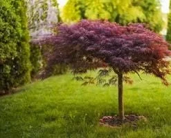 Tamukeyama Japanese Maple Live Plant - Weeping Red Laceleaf - 2-3 ft Tall in 6" Pot - Image 2