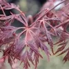 Tamukeyama Japanese Maple Live Plant - Weeping Red Laceleaf - 2-3 ft Tall in 6" Pot - Image 1