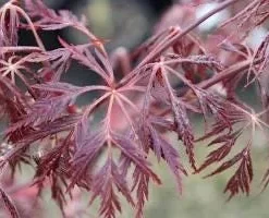 Tamukeyama Japanese Maple Live Plant - Weeping Red Laceleaf - 2-3 ft Tall in 6" Pot - Image 1