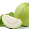Thai Guava Tree Live Plant - 2 Feet Tall Airlayered - 1 Gallon Pot - Image 1