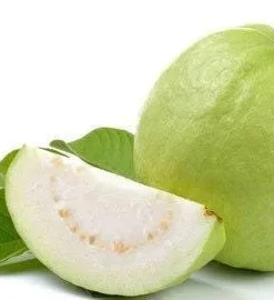 Thai Guava Tree Live Plant - 2 Feet Tall Airlayered - 1 Gallon Pot - Image 1