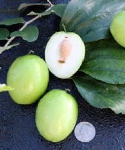 Thai Jujube Live Plant - Grafted Tree, 2-3 ft Tall, 3 Gallon Pot - Image 1