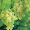 Thompson Seedless Grape Vine – 1 ft Live Plant – Green Grapes – 6 inch Pot - Image 1