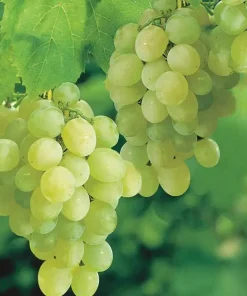 Thompson Seedless Grape Vine – 1 ft Live Plant – Green Grapes – 6 inch Pot - Image 1