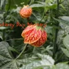 Tiger Eye Flowering Maple Live Plant - Abutilon - 1 Gallon Pot - Image 1