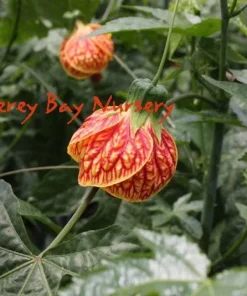 Tiger Eye Flowering Maple Live Plant - Abutilon - 1 Gallon Pot - Image 1